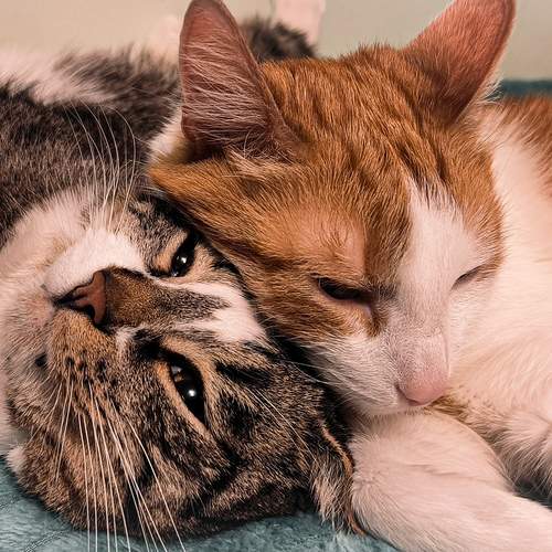 Photo #12341297