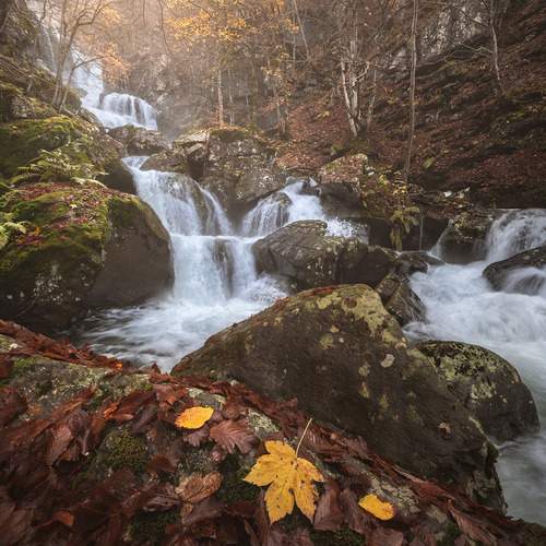 Where the Leaves Rest