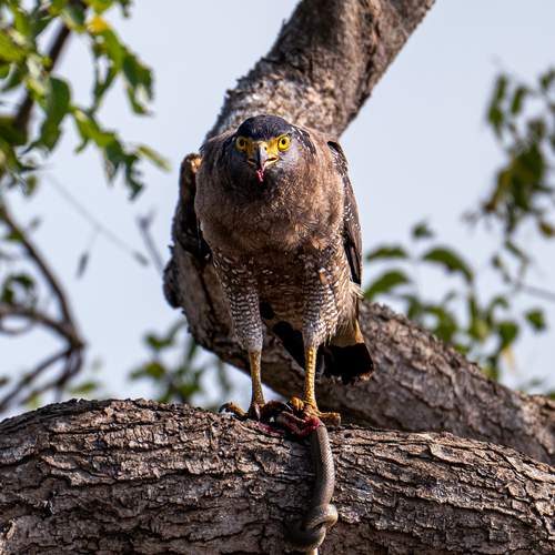 The moment when a Crested Serpent Eagle hunted its favorite snake