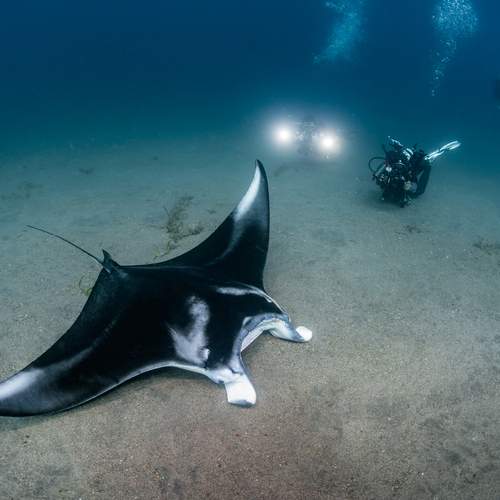 Photo #12345565