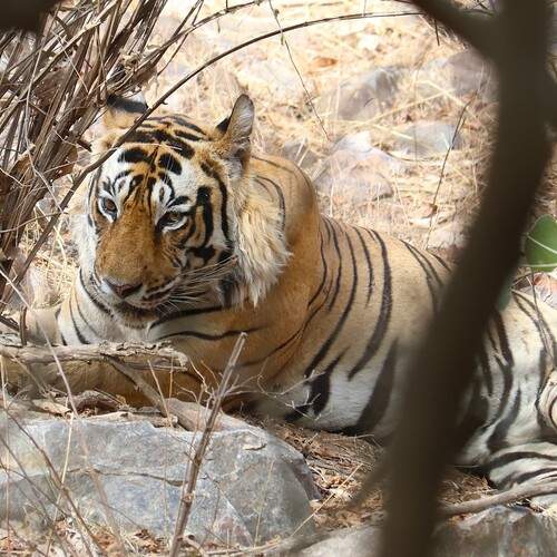 Ganesh the dominant Tiger
