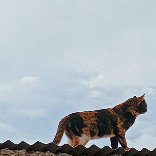 Photo #12350764