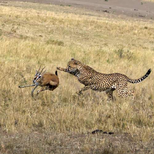Photo #12350936