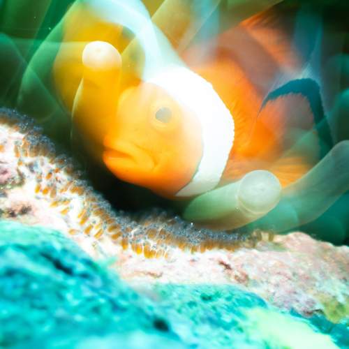 Photo #12352462