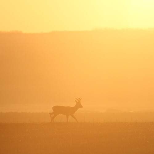 Photo #12352620