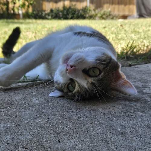Photo #12353248