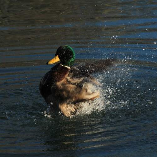 Photo #12353302