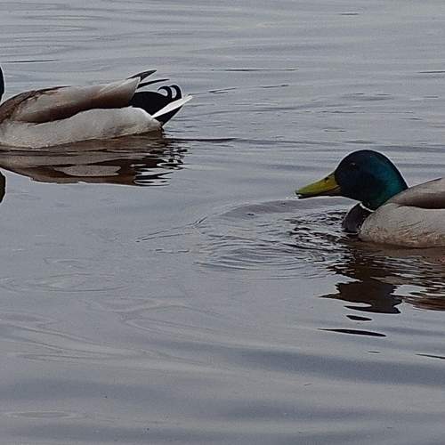 Photo #12353739
