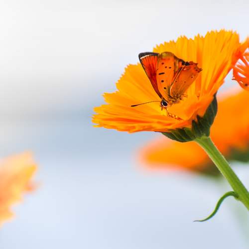 Photo #12354799