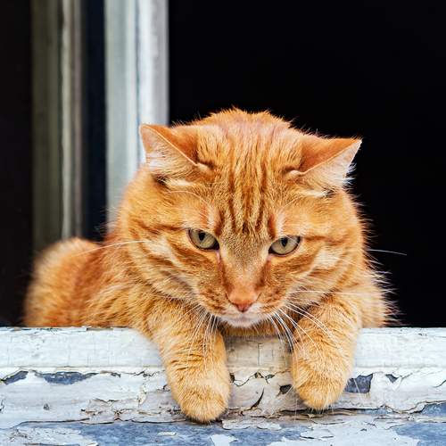Photo #12355314