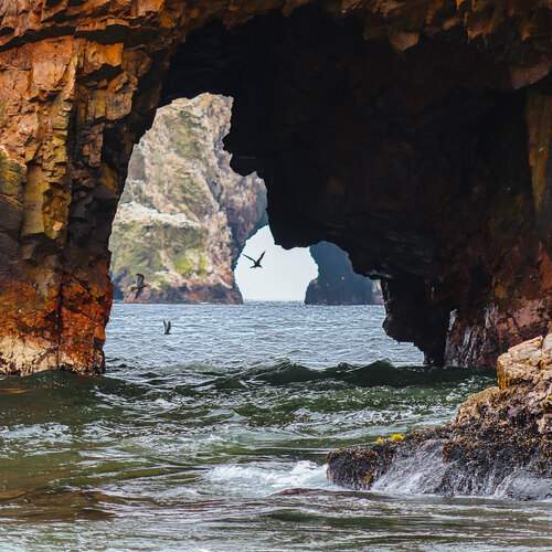 The Face into Nature