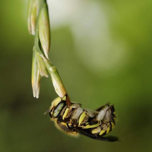 Anthidium florentinum
