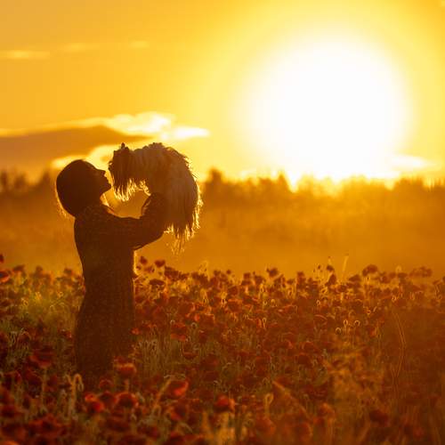 Where Poppies Meet the Dawn