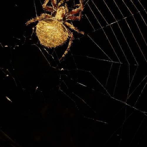 Photo #12360118