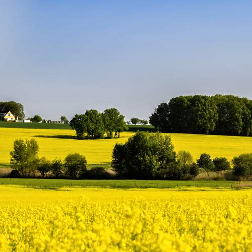 Rapeseed flower season