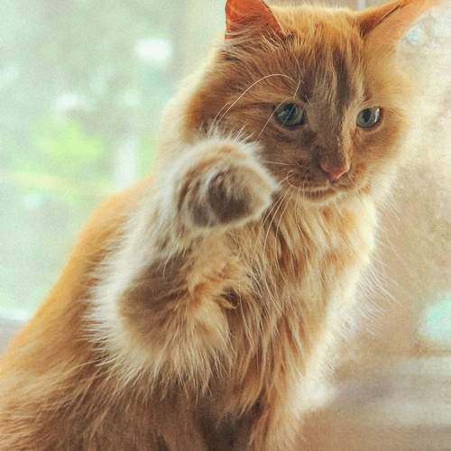 Photo #12362136