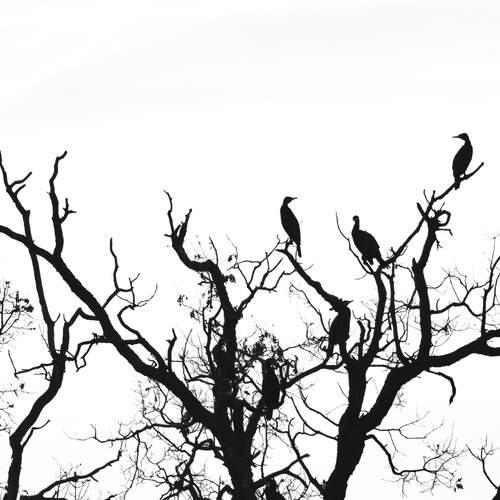 Photo #12362272
