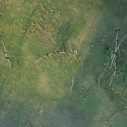 Photo #12362311