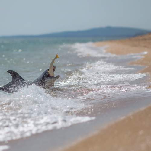 Photo #12362495