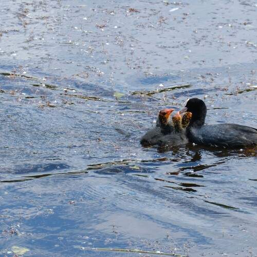 Photo #12362709