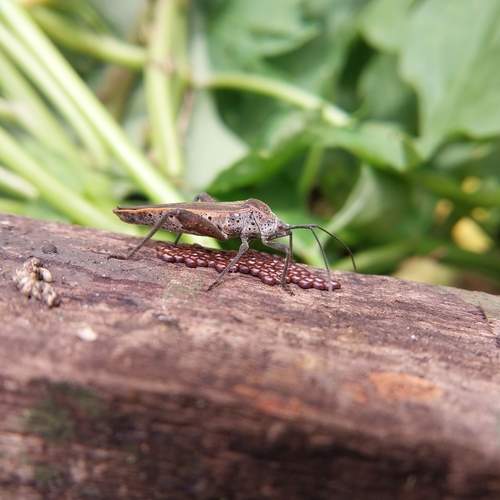 Photo #12363820