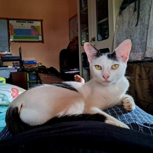 Photo #12363867