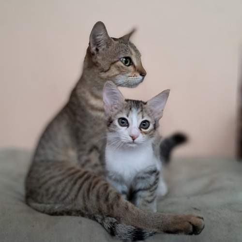 Photo #12363869