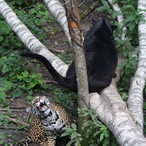 Photo #12365478