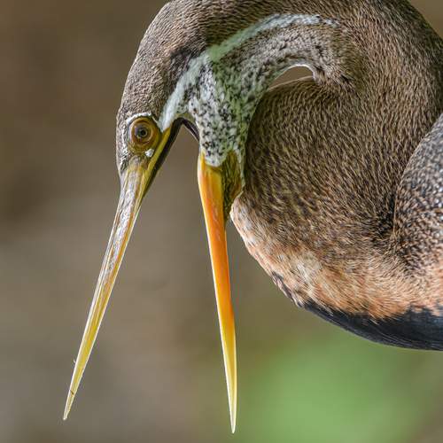 Photo #12365857