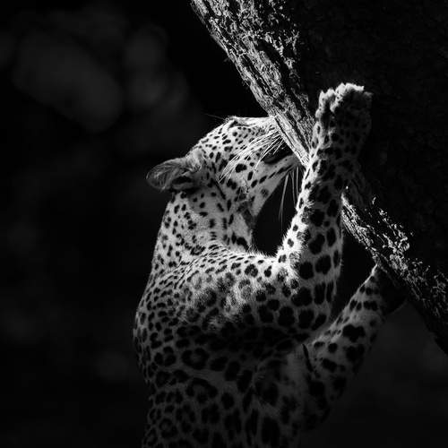 Photo #12366271