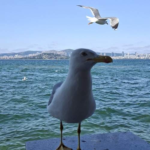 Photo #12366332