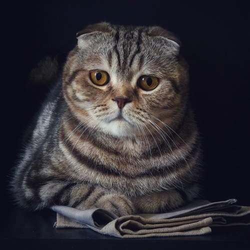 Photo #12367055