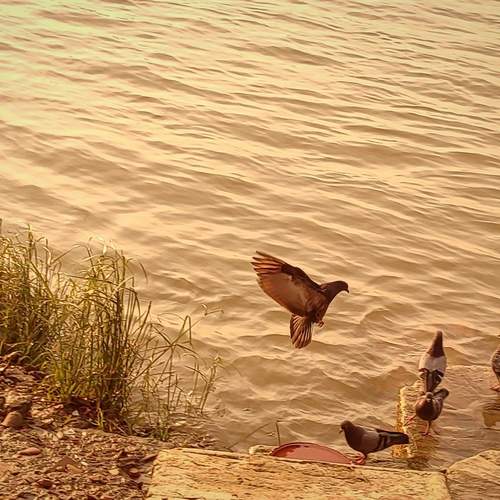 Photo #12367302