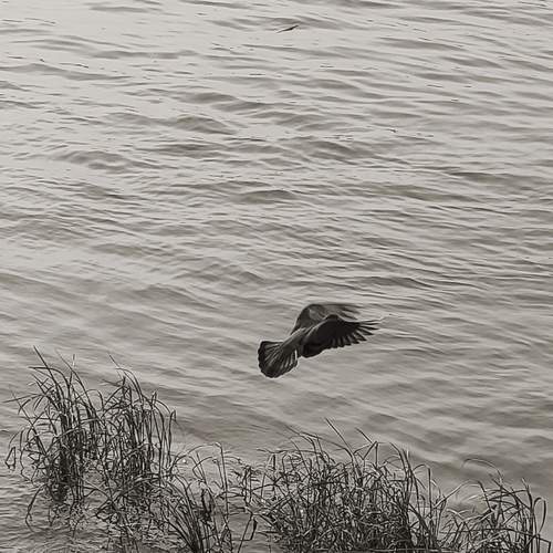 Photo #12367304