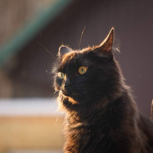 Photo #12368270