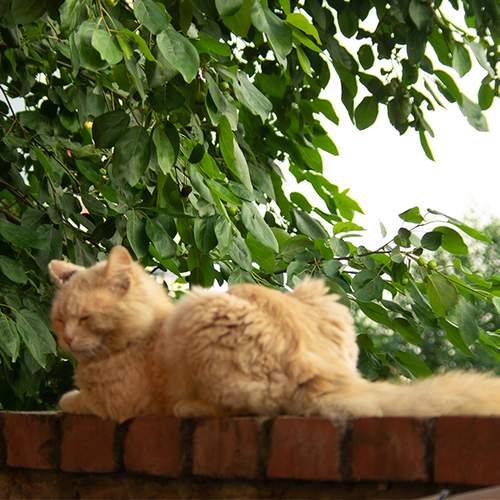 Photo #12368271