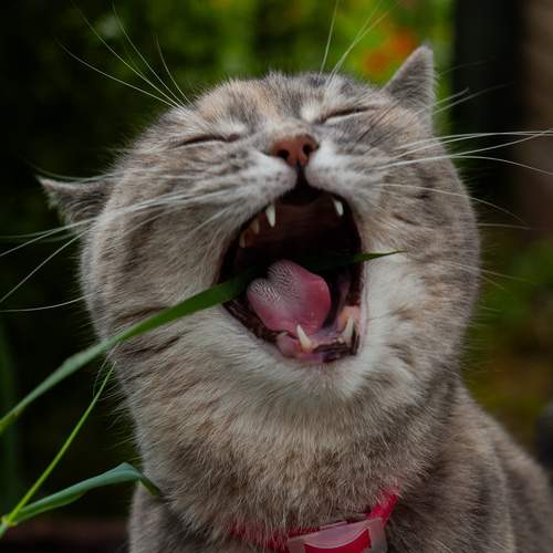 Photo #12368273