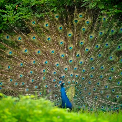 Indian Peafowl in the beautiful courtship dance