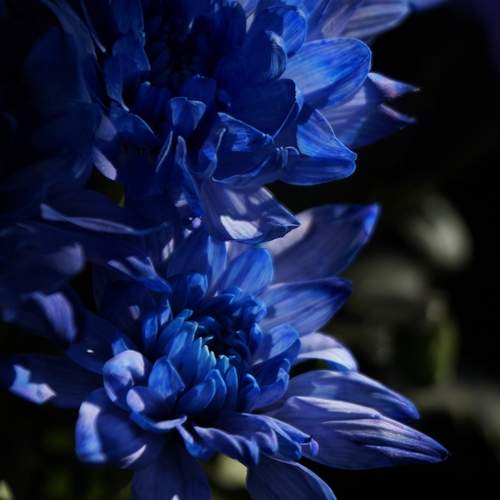Photo #12368672