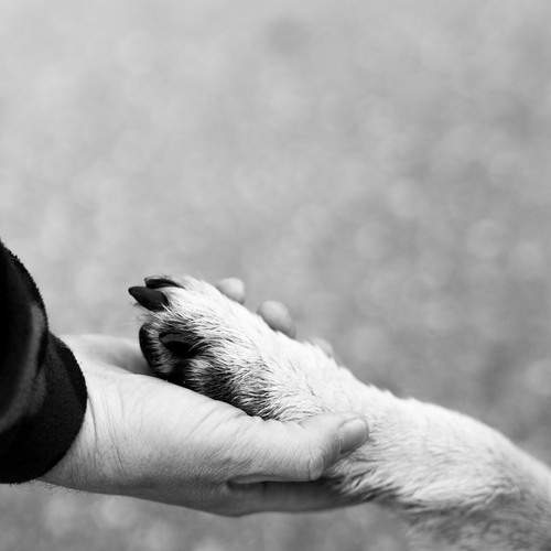 Photo #12369079