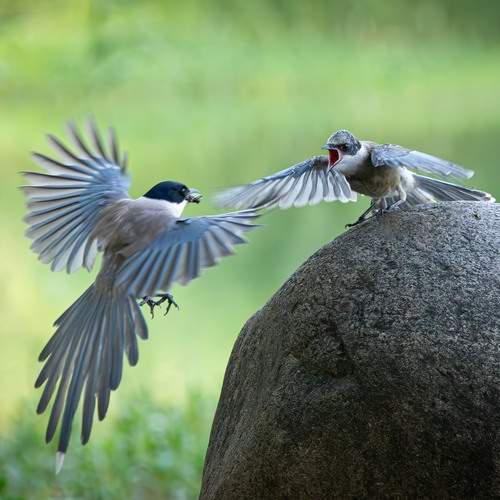 Photo #12369335