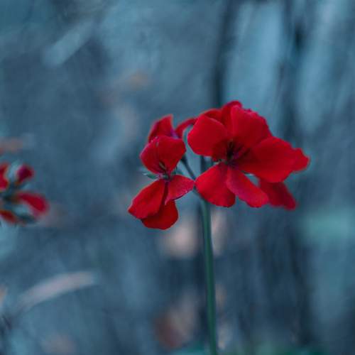 Photo #12370590