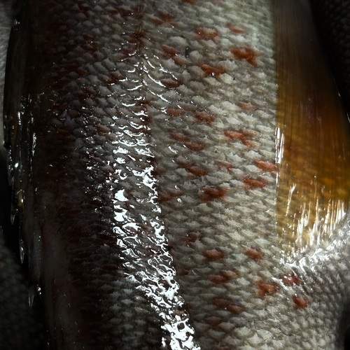 Photo #12370669