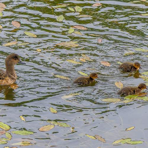 Photo #12373042