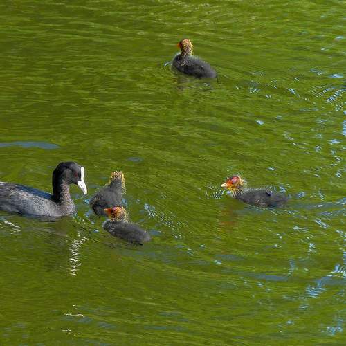 Photo #12373073