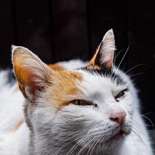Photo #12373296