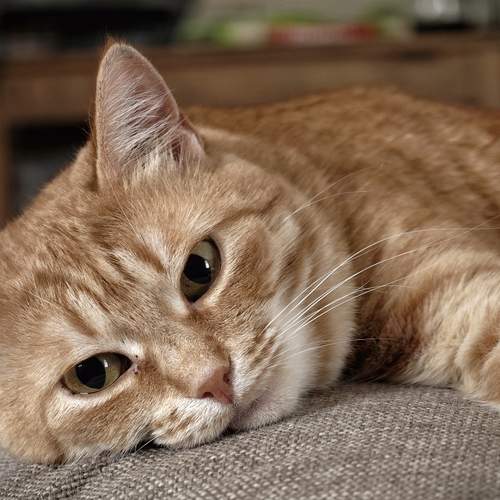 Photo #12374459