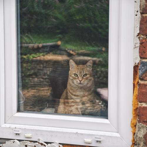 Photo #12374460