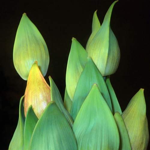 Macro buds