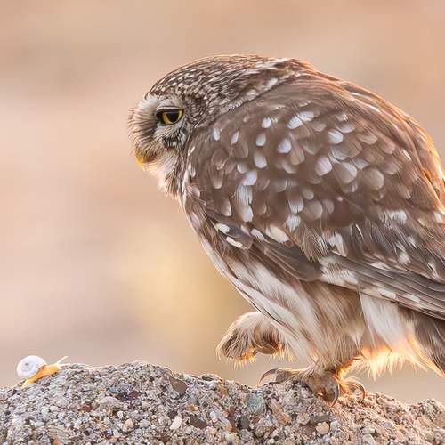 Давид и Голеаф